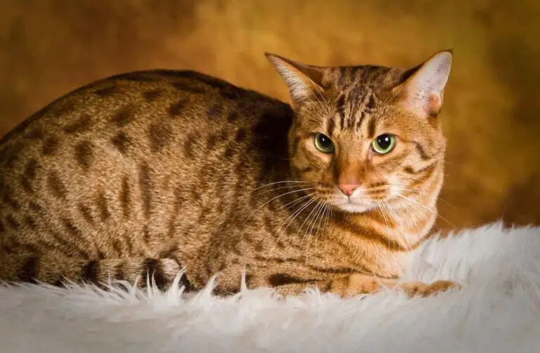 What is the Evolution of Cat Breeds